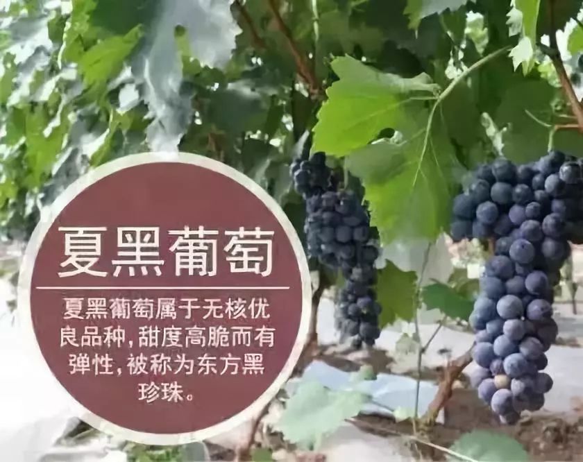 夏黑葡萄干 二等 