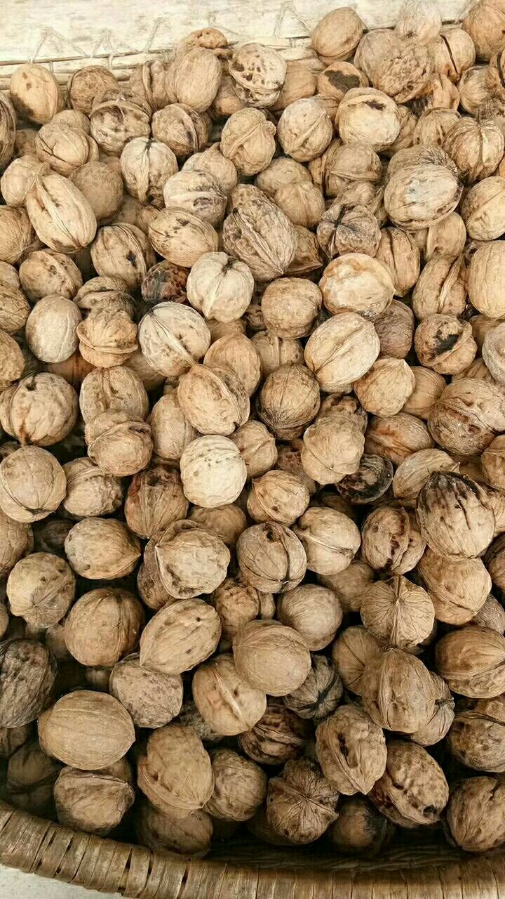陕西核桃