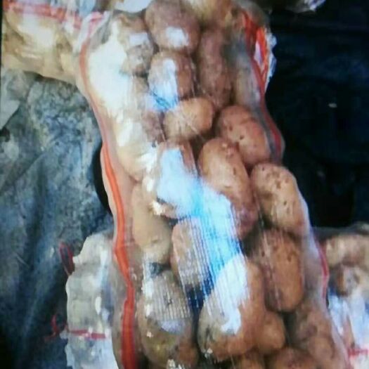 荷兰806马铃薯 统货 