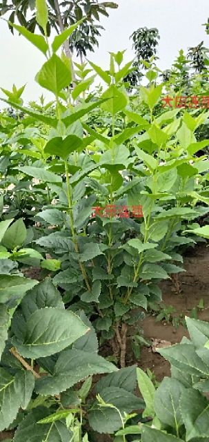 丛生丁香 4~6cm 2~4cm 0.5~1米