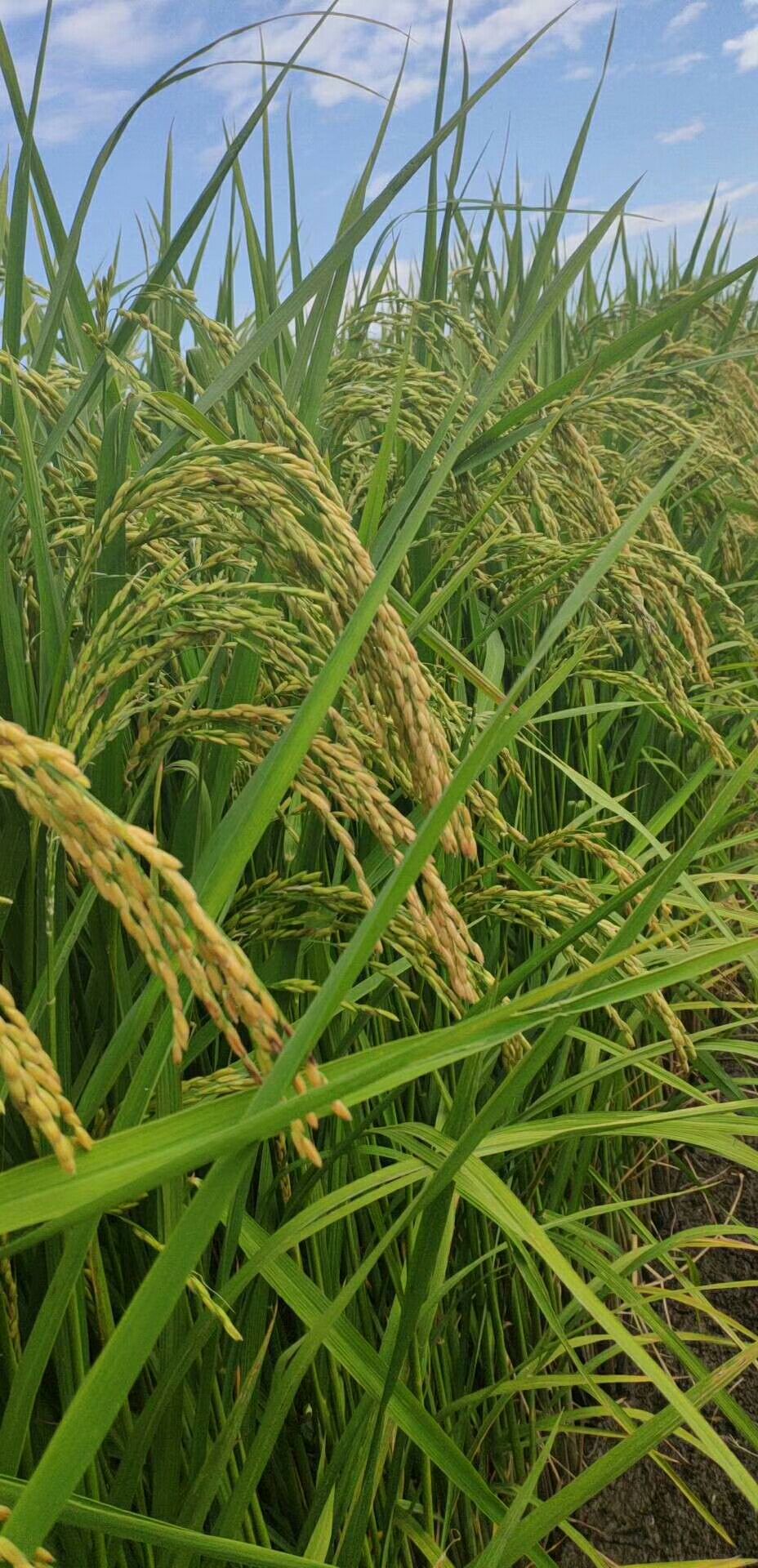 龙阳16大米 一季稻 梗米 一等品 