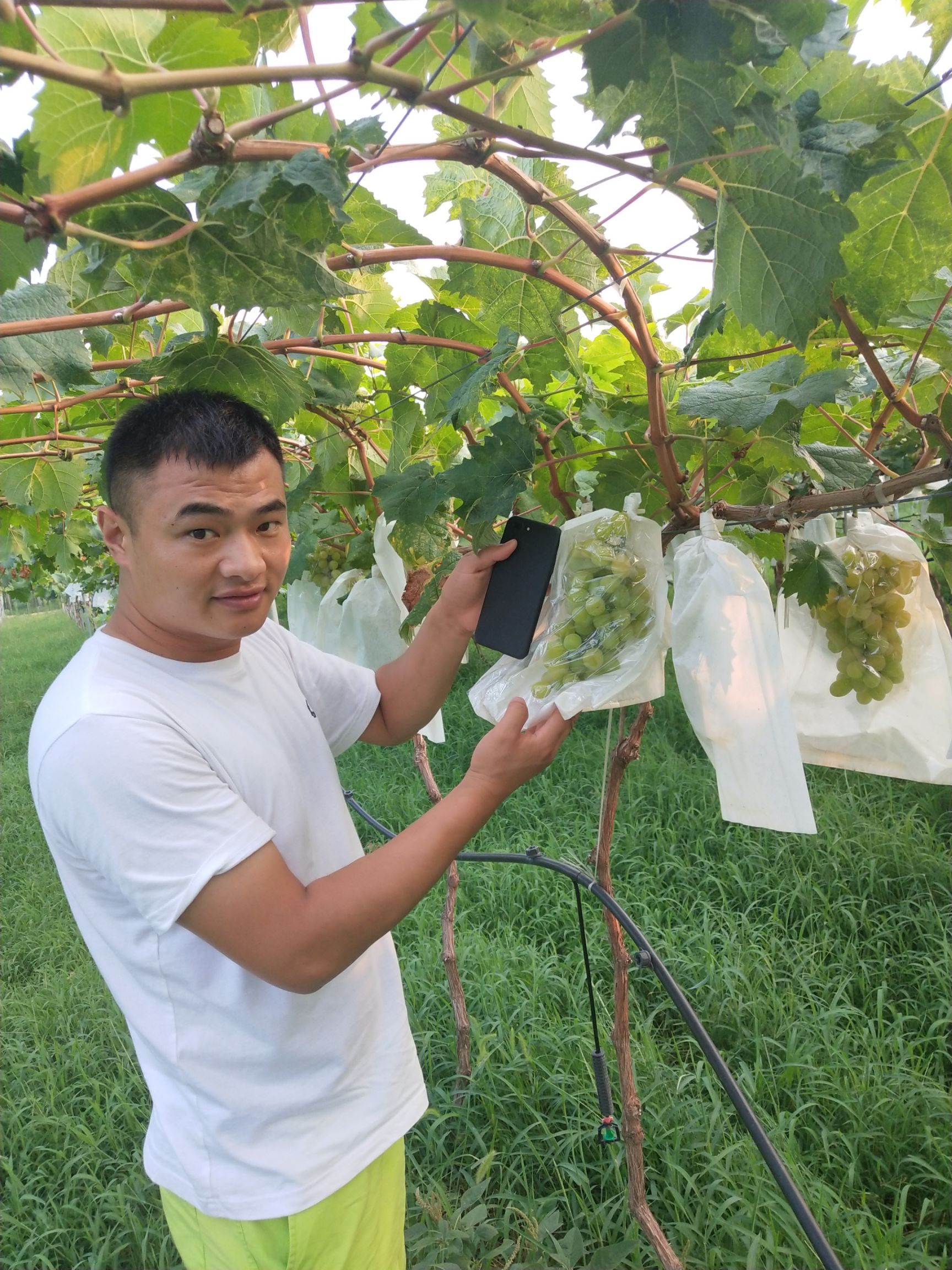 阳光玫瑰葡萄苗 