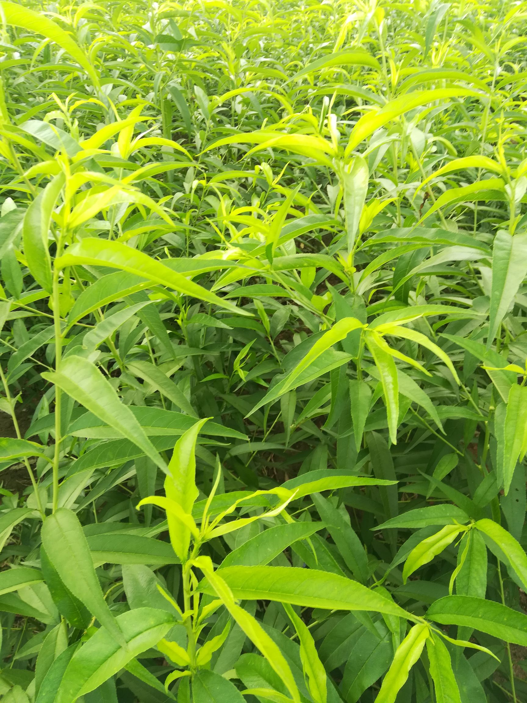 冬桃苗 桃树新品种