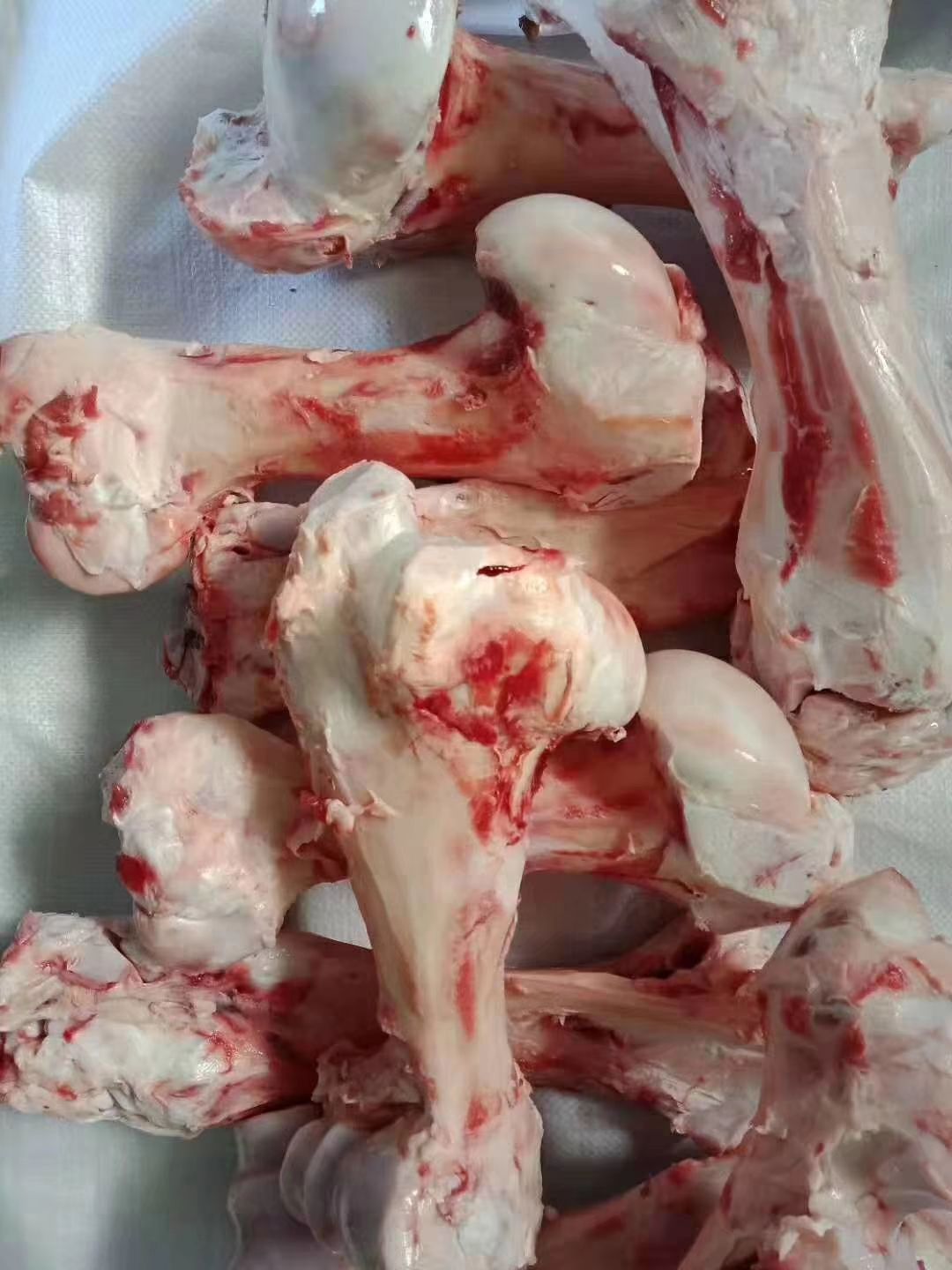阳信县牛骨  牛棒骨 熬汤专用产品