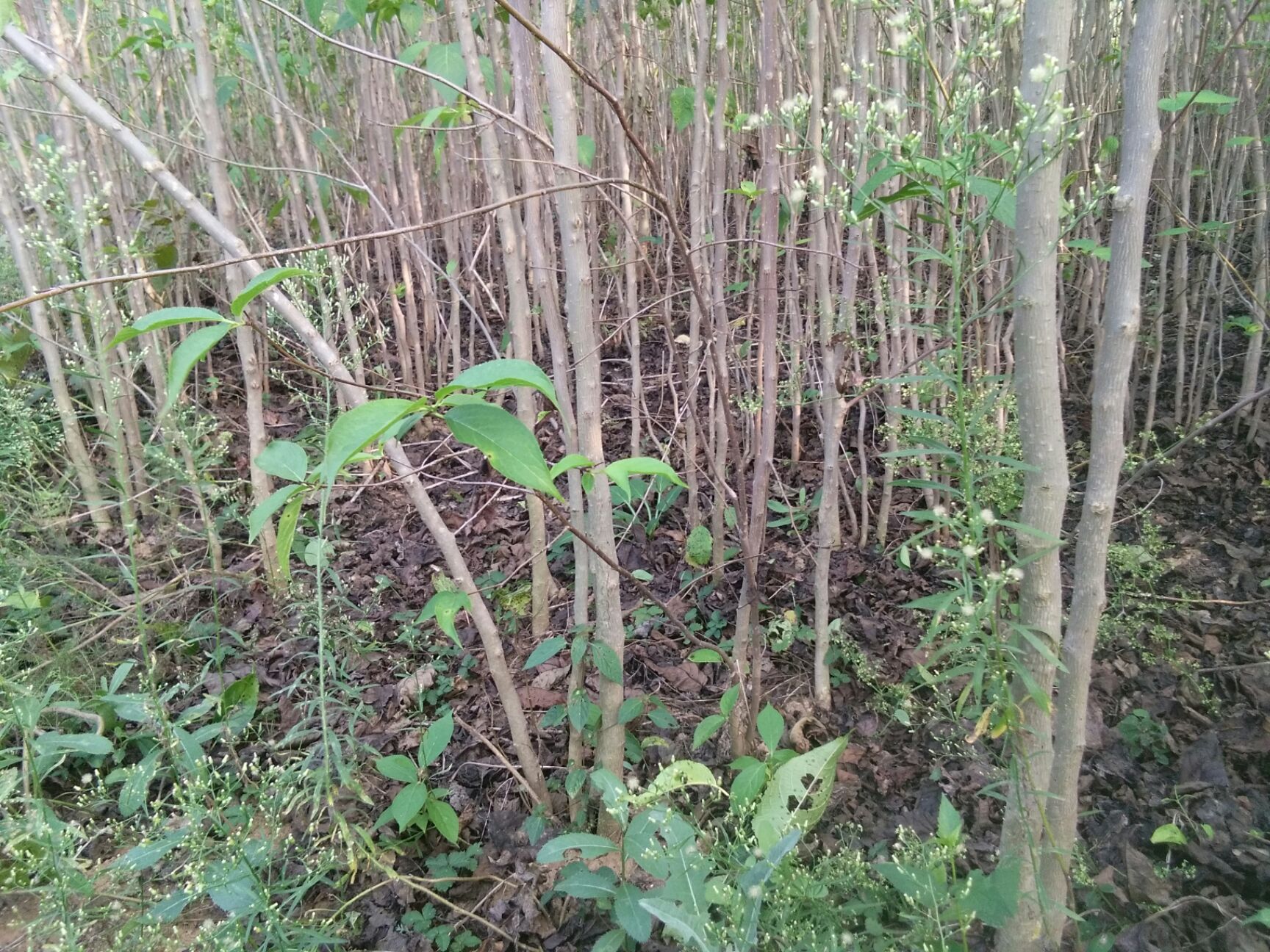 杜仲苗 