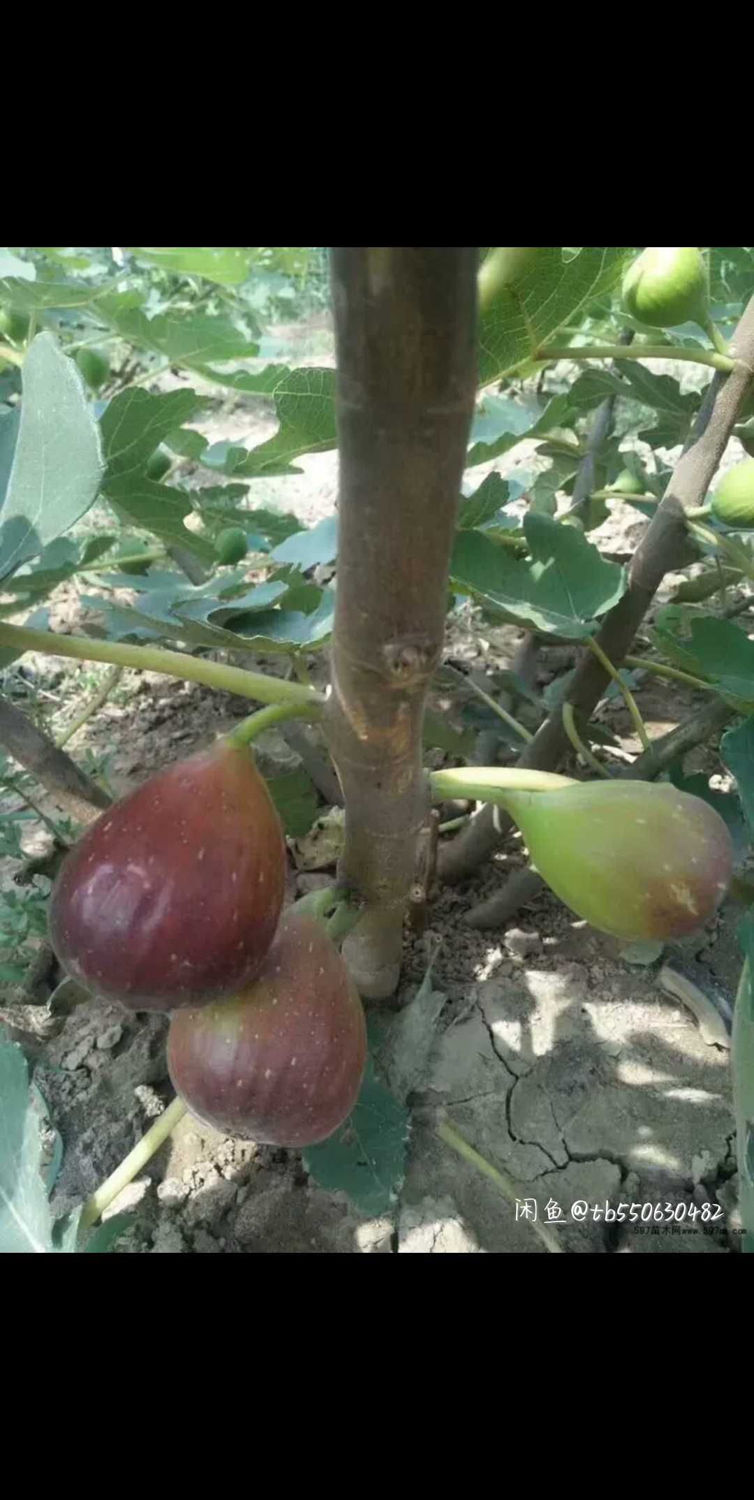青皮无花果树苗 波姬红无花树苗四季可种植