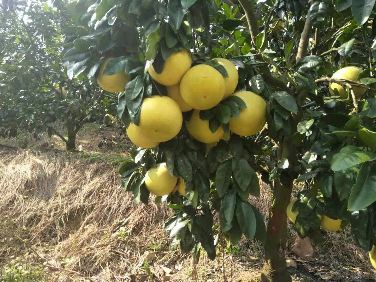红心柚  琯溪蜜柚