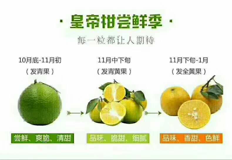皇帝柑 5.5 - 6cm 1.5 - 2两 