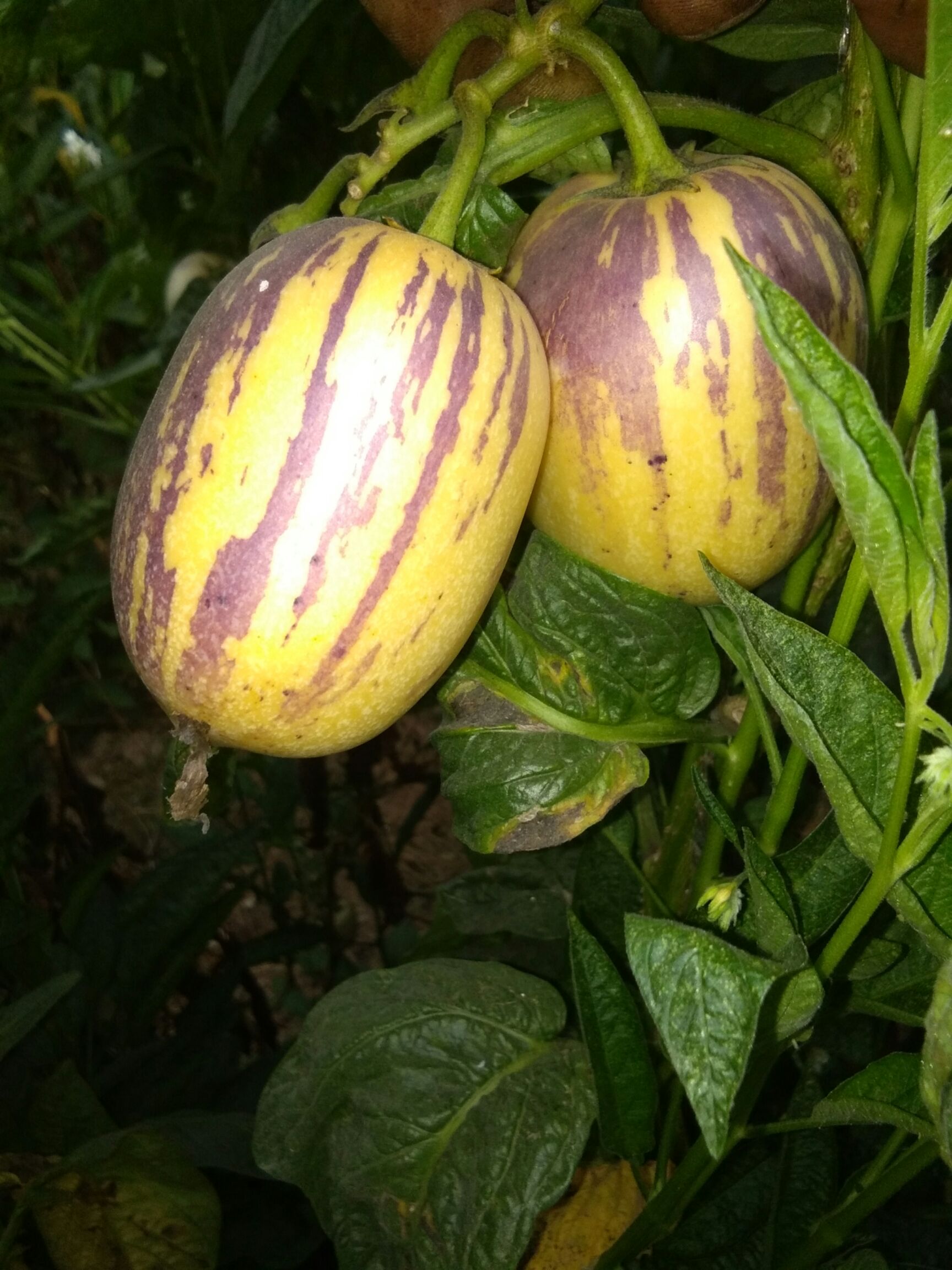 民勤人参果 2 - 3两以上