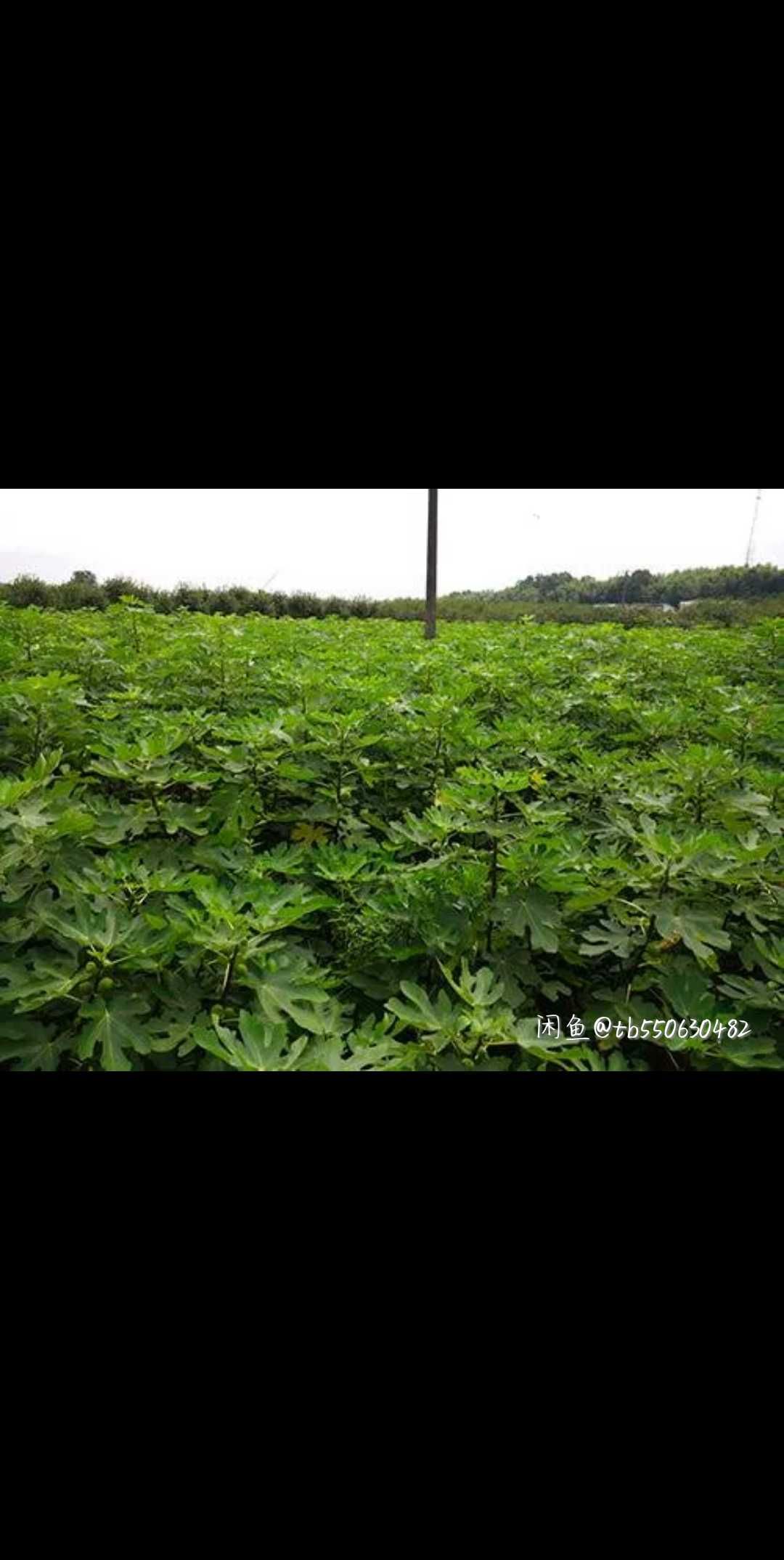 青皮无花果树苗 波姬红无花树苗四季可种植