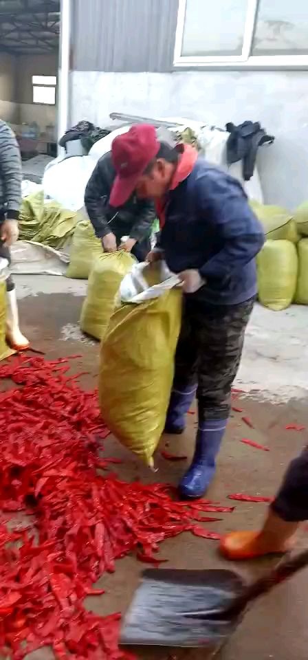牛角椒  腌制品，腌制羊角红椒，津红辣椒，线辣椒