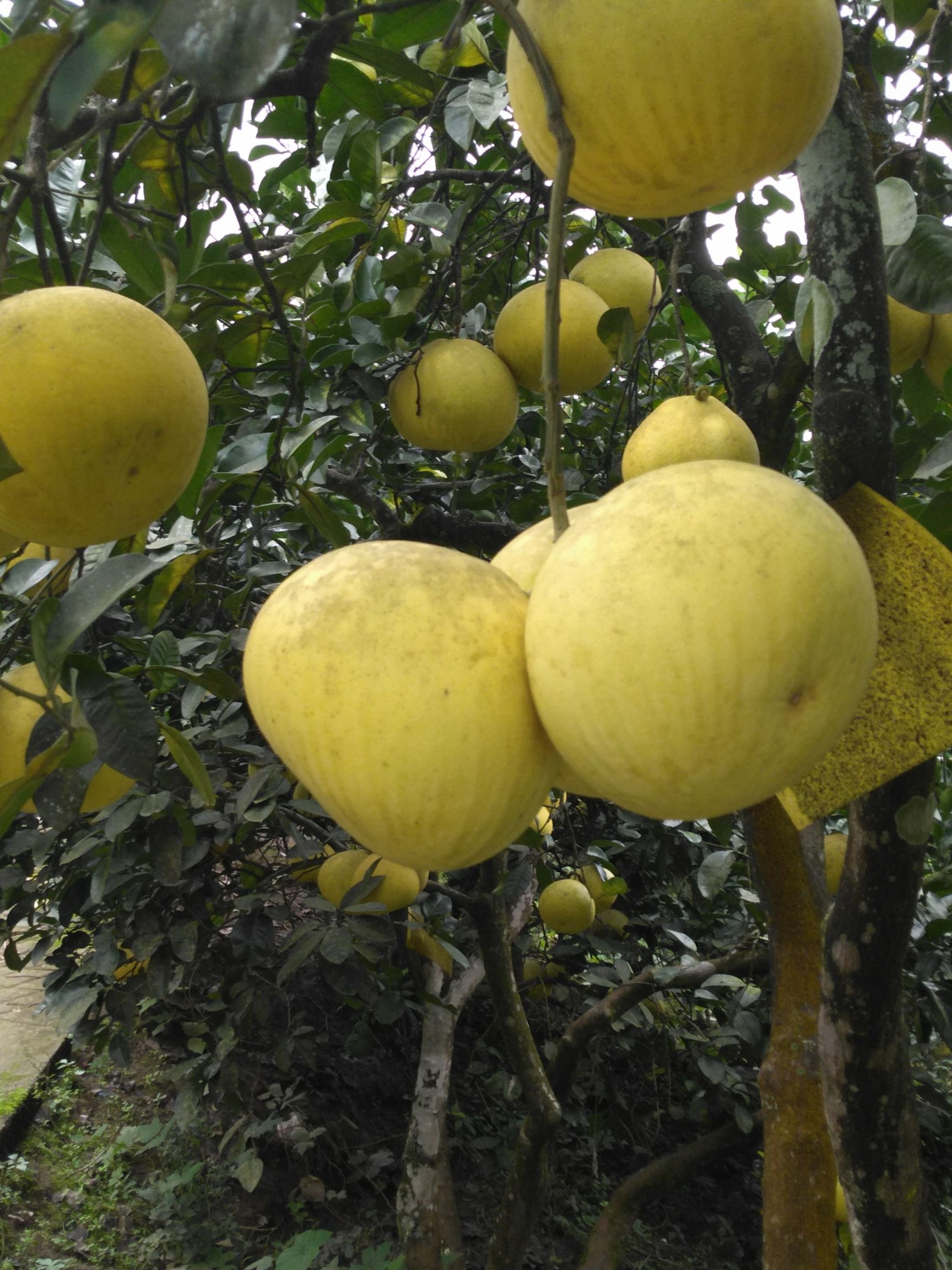 梁山柚 1.5斤以上