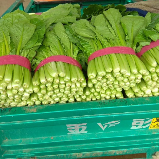 邯郸小青菜 15~20cm