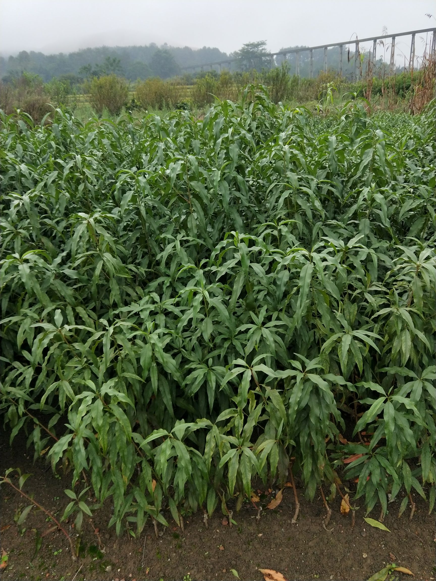 鹰嘴蜜桃苗  广东连平晚熟鹰嘴桃