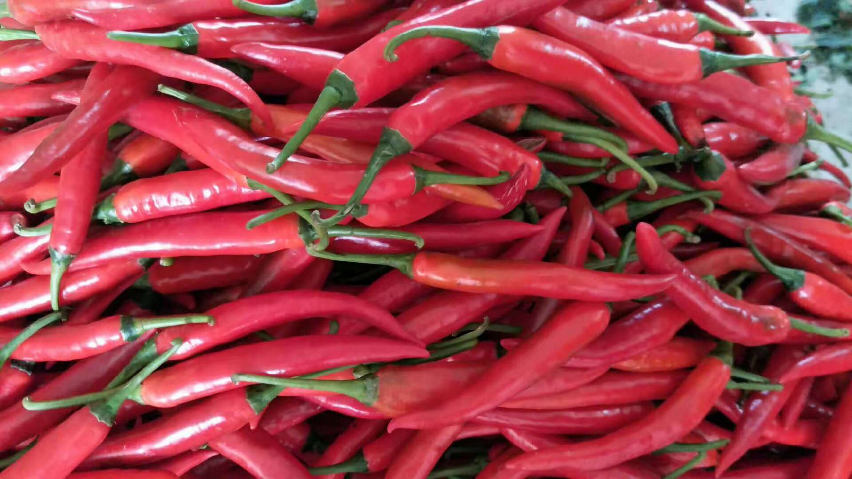 海花红辣椒海花红