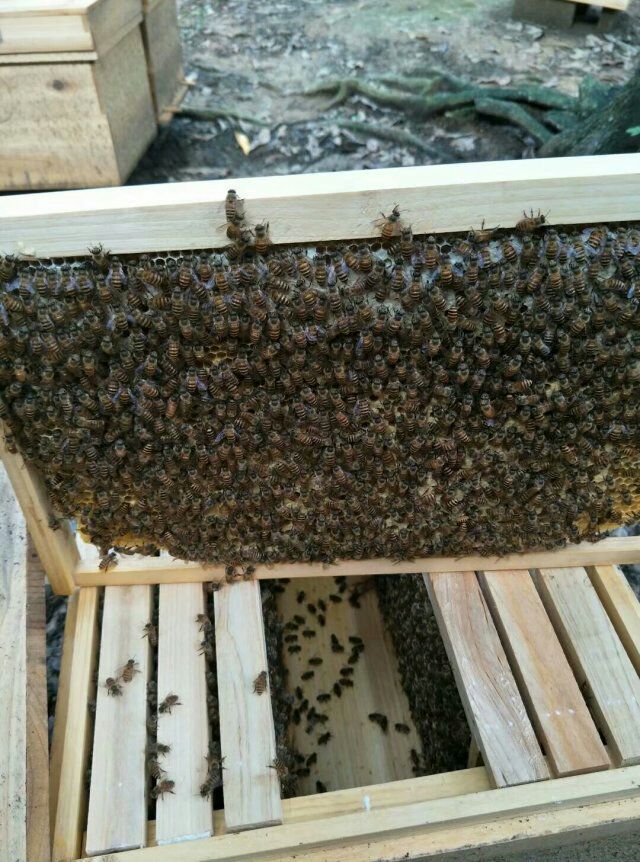 蜜蜂  活体中蜂群  按脾计78元一脾价格，自提或送货上