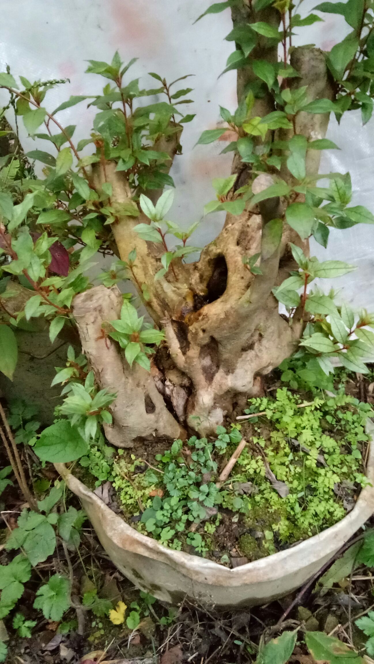 映山红 0.5米以下 