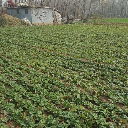 临沂宁玉草莓苗 地栽苗 10~20公分