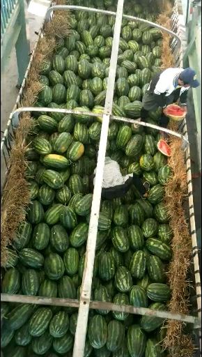 缅甸西瓜P2西瓜，缅甸西瓜，老挝西瓜，一手货源产地代发全国