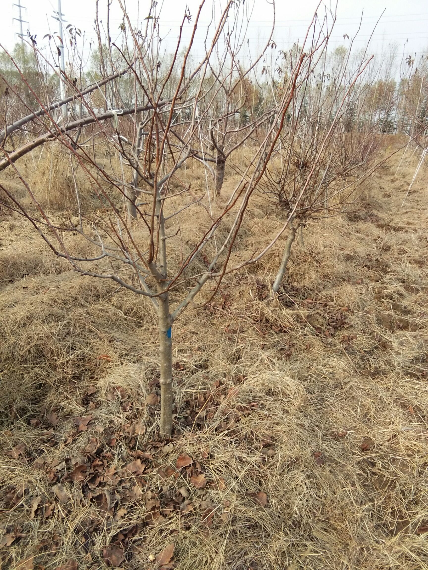 大金星山楂树苗  大金星山楂树