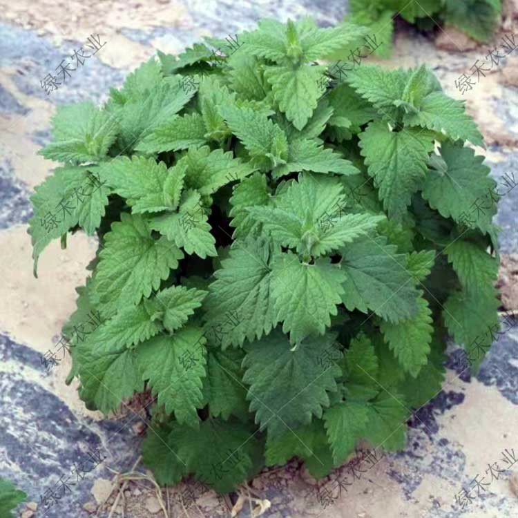薄荷种子  猫食用柠檬香草种子