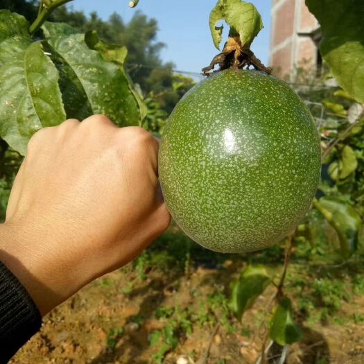 灵山县巨无霸百香果苗