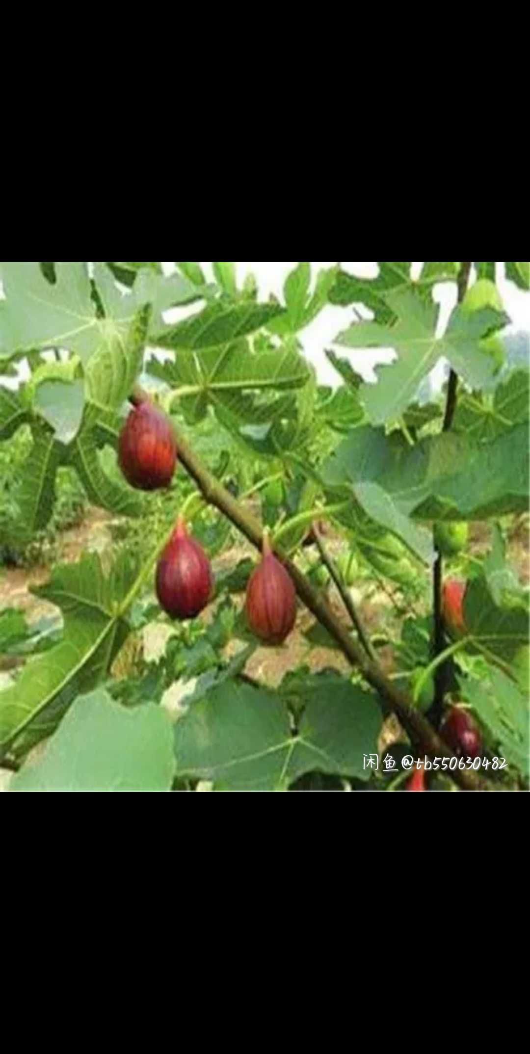 青皮无花果树苗 波姬红无花树苗四季可种植