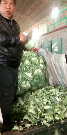 白花菜花 精品菜花大量上市中，有需要的老板前来联系。