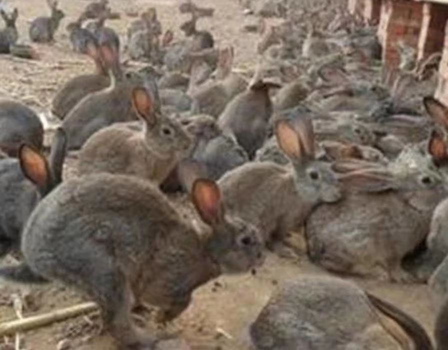 比利时兔苗大型肉兔子活体肉兔苗活体小兔子比利时杂兔苗可繁殖