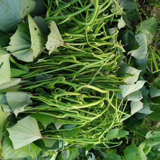 吴川市龙薯9号红薯苗 25~35cm 