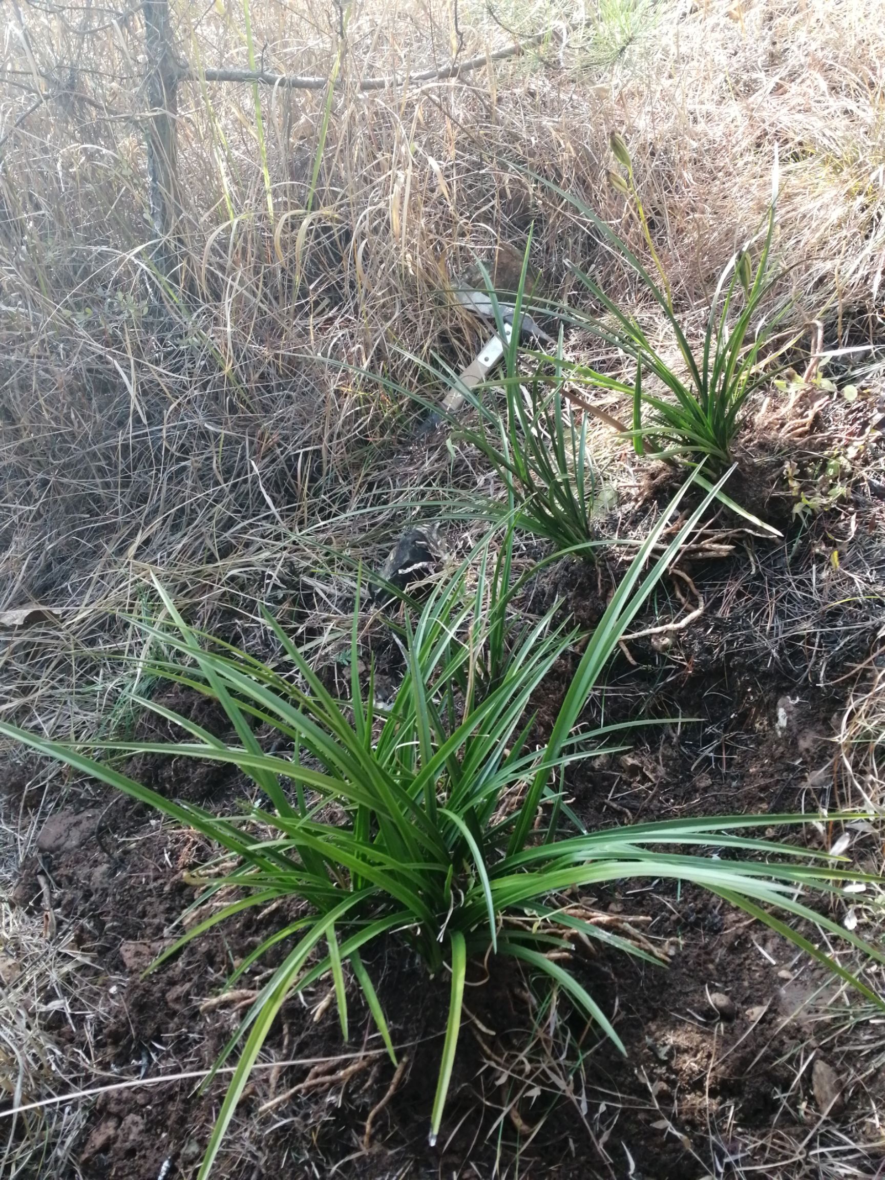 惠兰 裸根不带土 