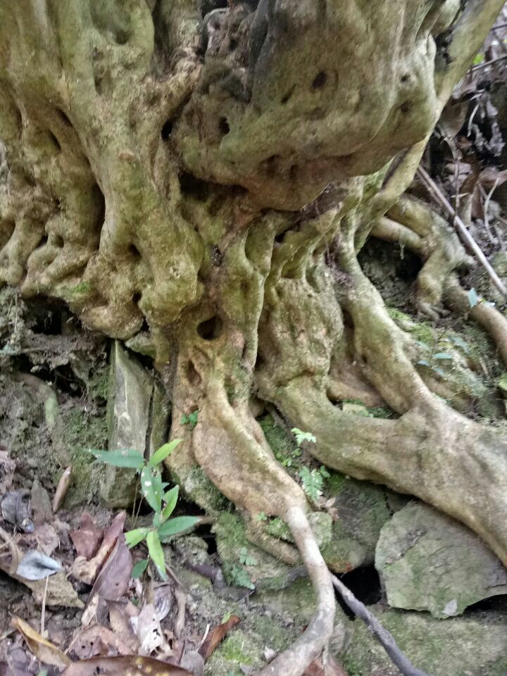 映山红 0.5米以下 