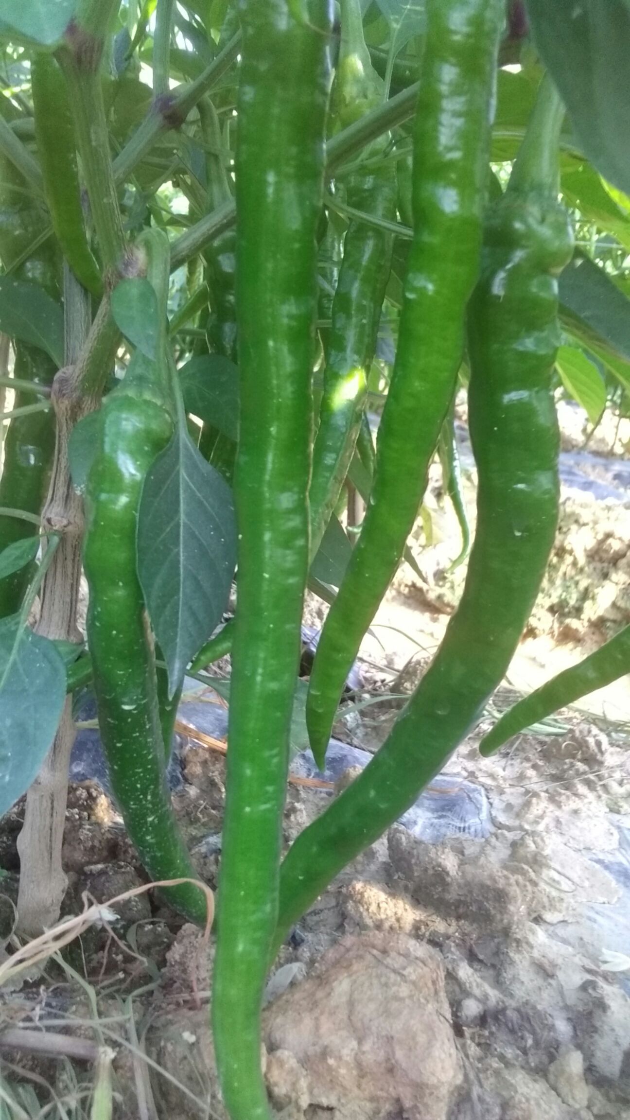 辛香8号  大量供货线椒