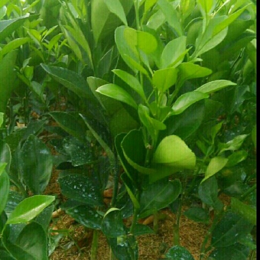 秀山脐橙树苗 正宗妞荷尔脐橙苗