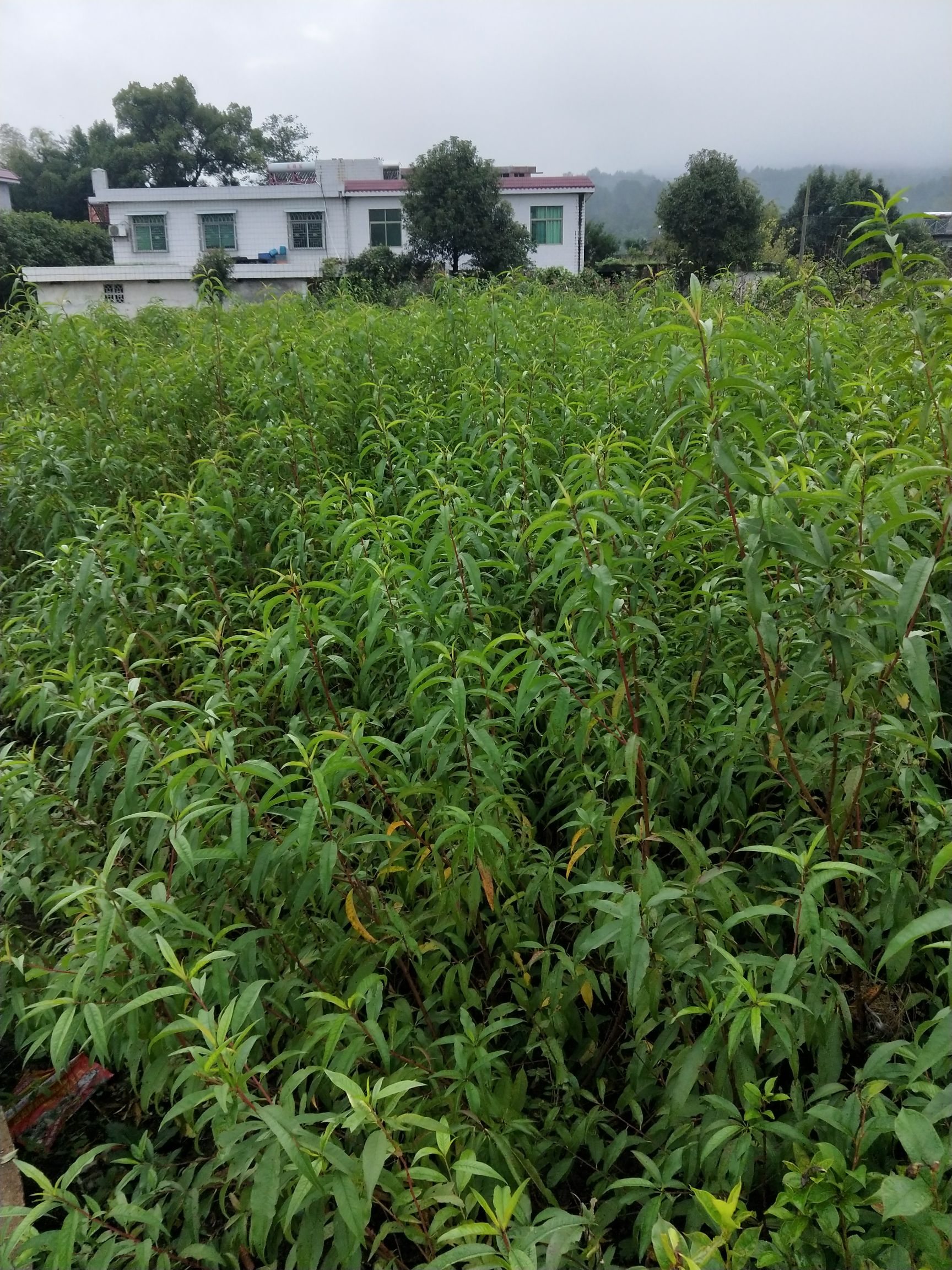 鹰嘴蜜桃苗  广东连平晚熟鹰嘴桃