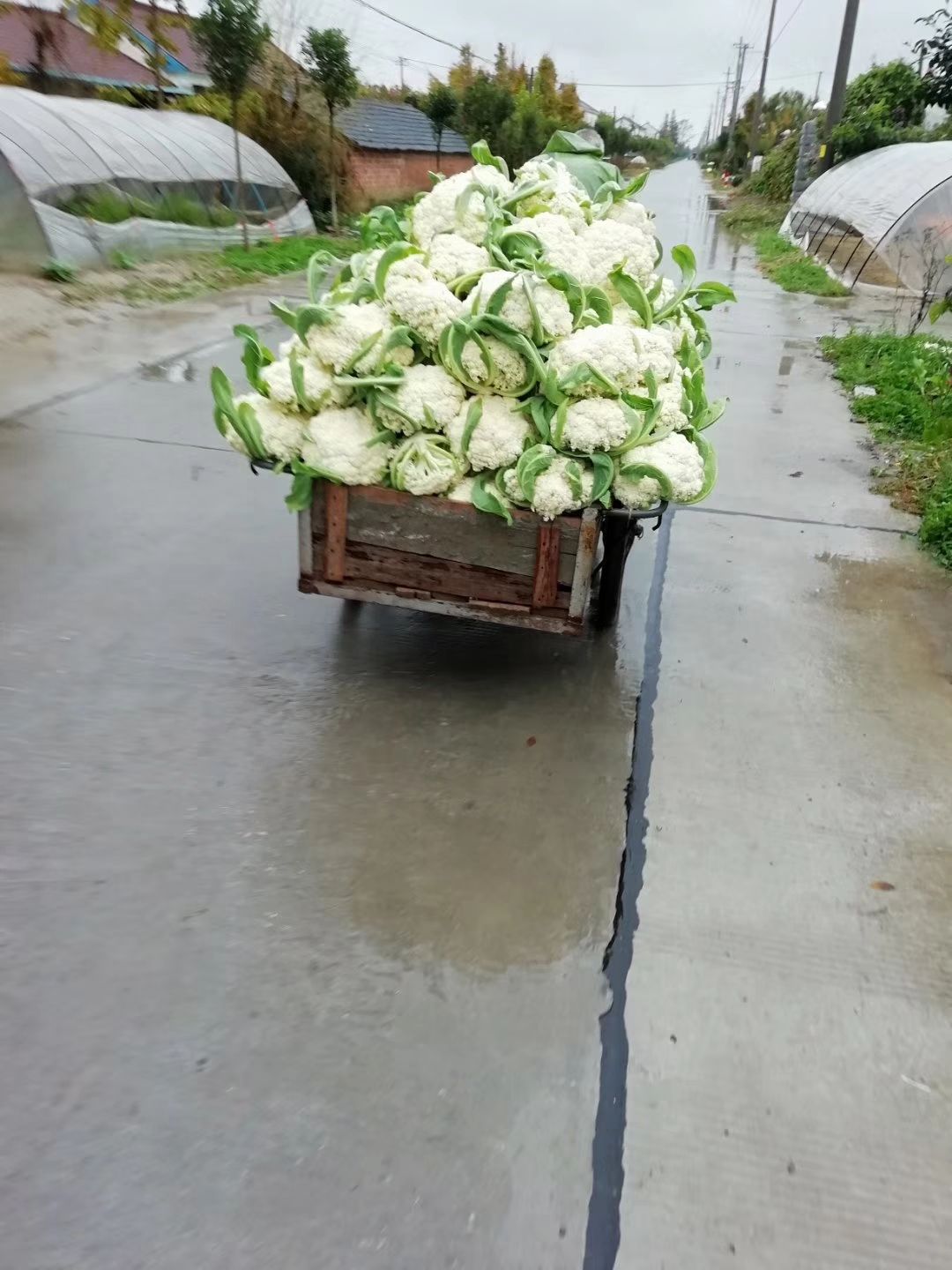 白花菜花  【精品】有机花菜  产地大量供应 一手货源 全国代发