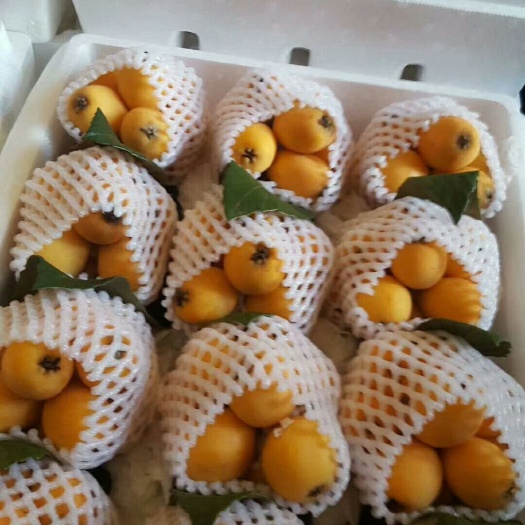 蒙自市 云南枇杷