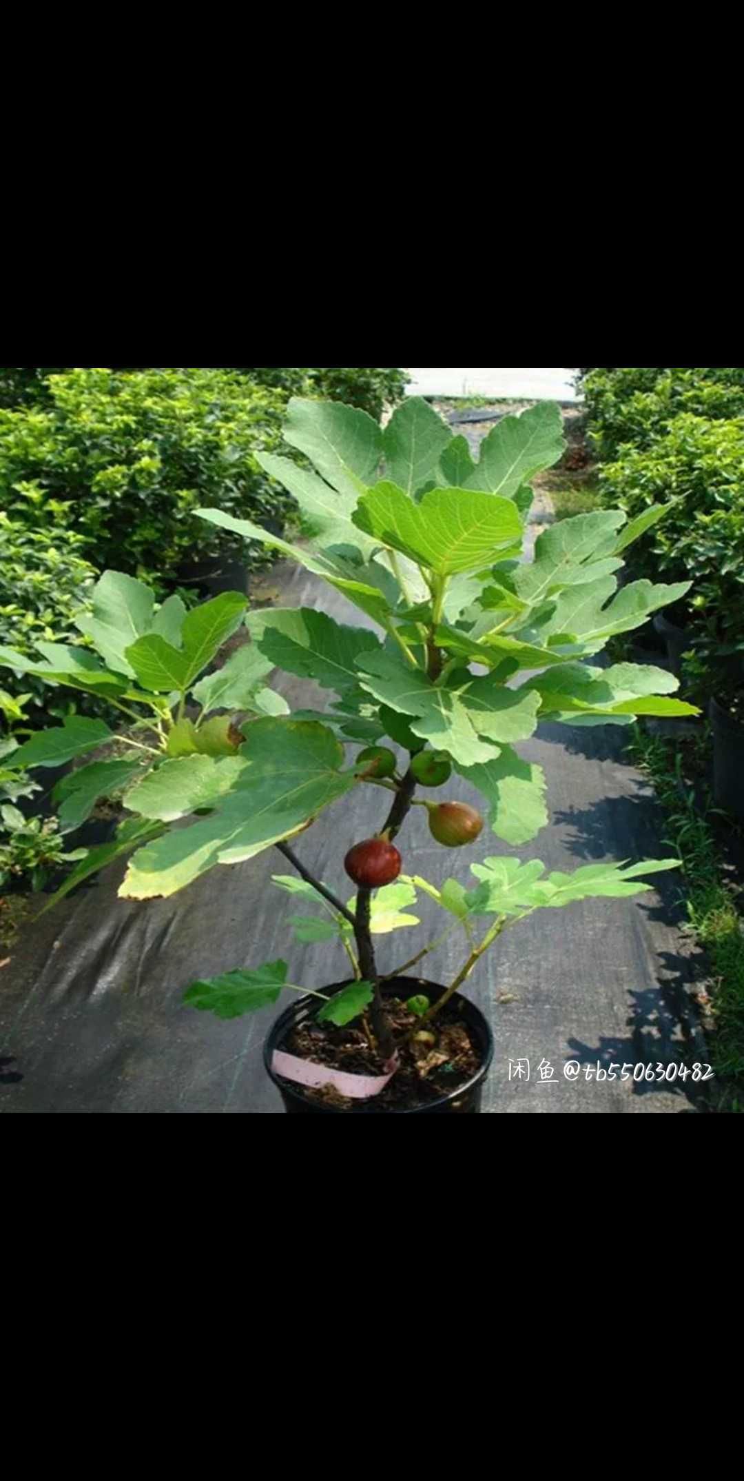 青皮无花果树苗 波姬红无花树苗四季可种植