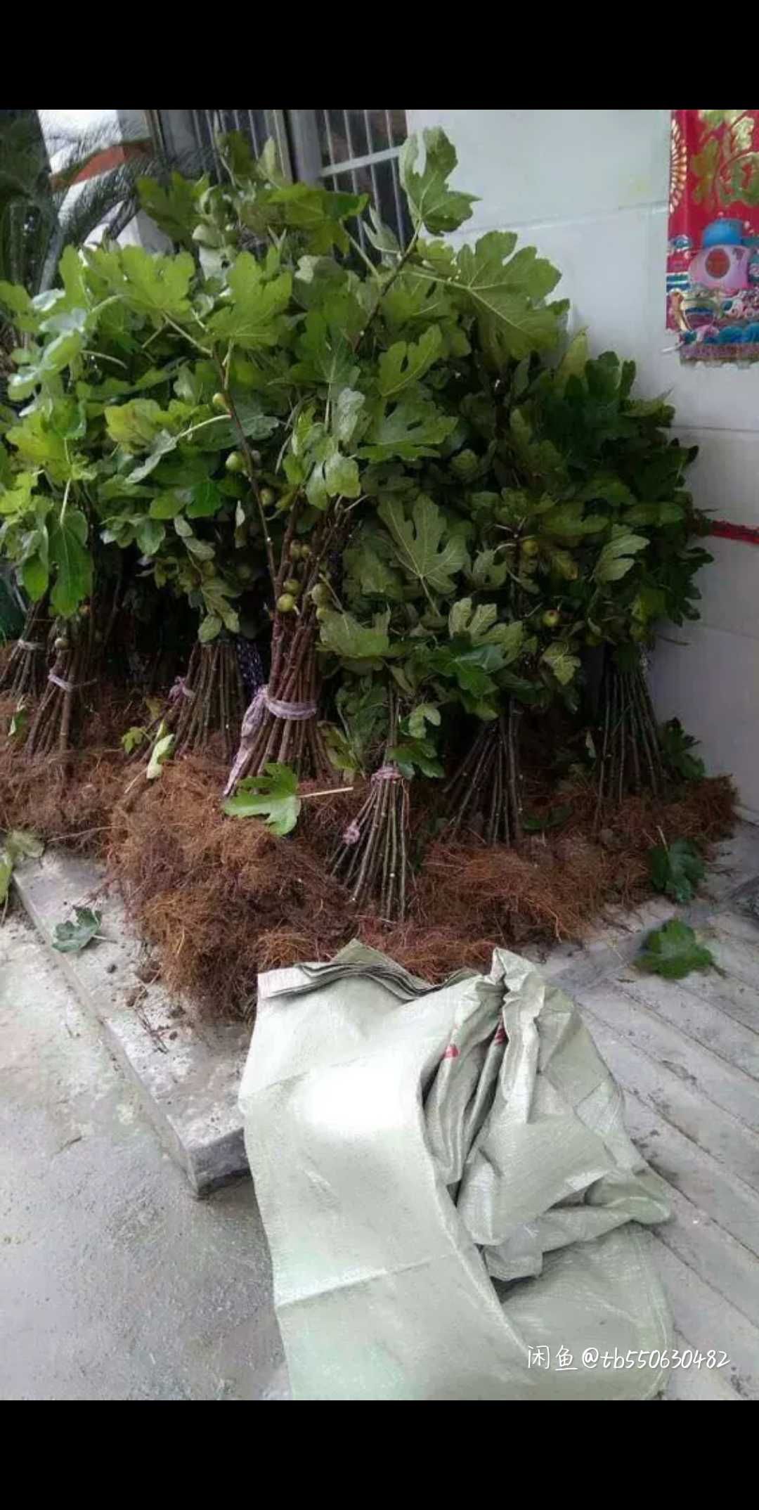 青皮无花果树苗 波姬红无花树苗四季可种植