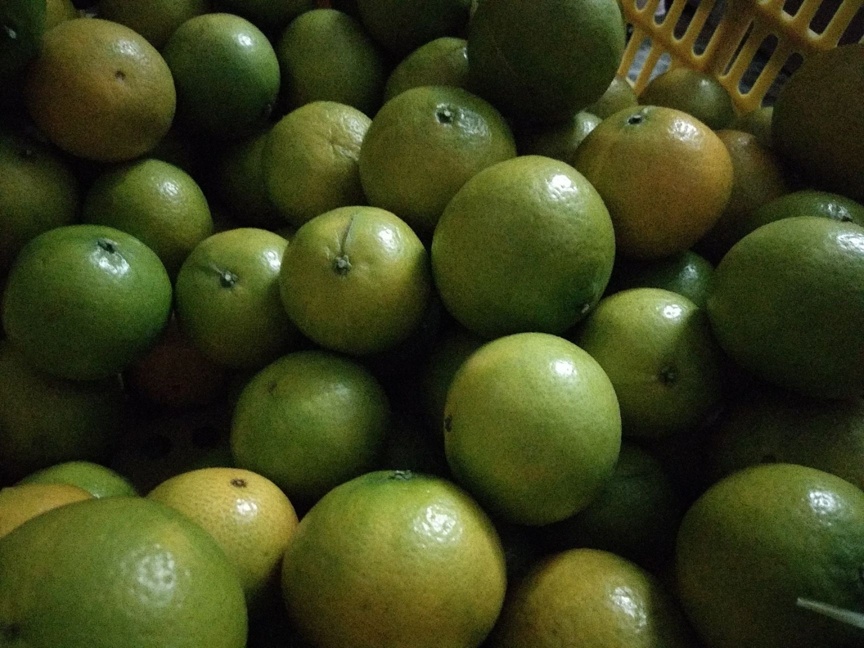 皇帝柑 5.5 - 6cm 1.5 - 2两 