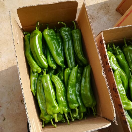夏邑县青秀辣椒
