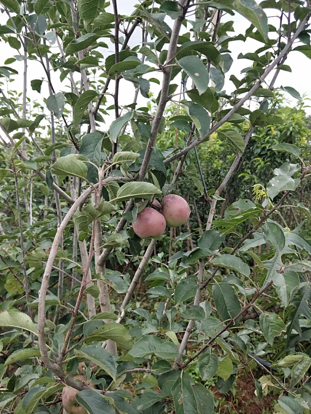 安宁市红富士苹果苗 1~1.5米