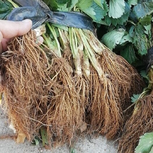 泰安红颜草莓苗 地栽苗 10~20公分 