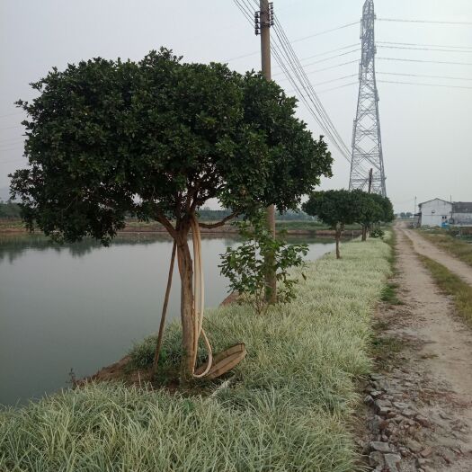 江门银边草