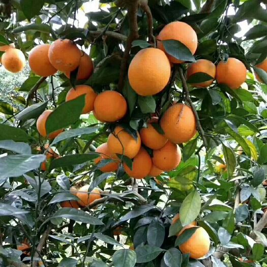 新宁县纽荷尔脐橙 4两以下 70-75mm