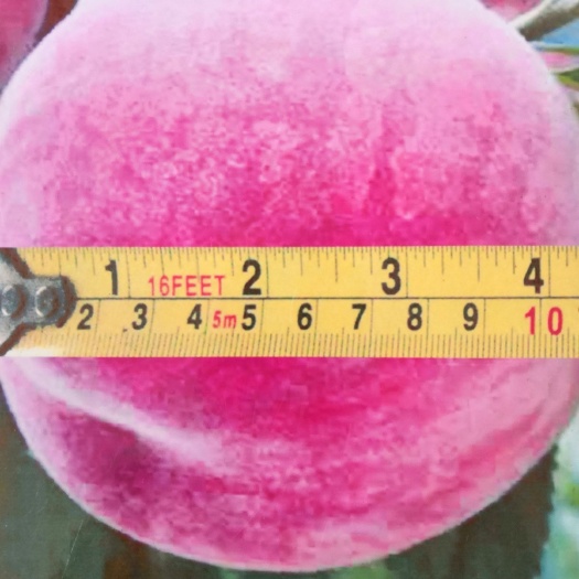 平邑县水蜜桃苗 1~1.5米
