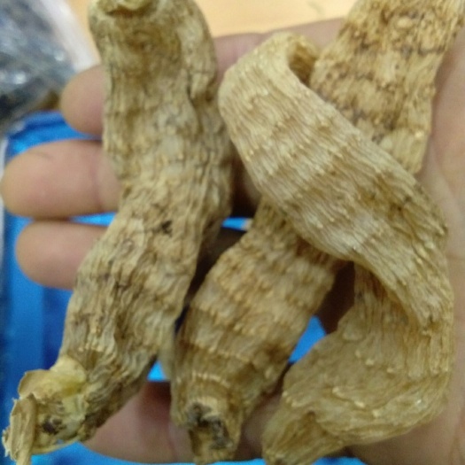 商南县黄天麻  天麻