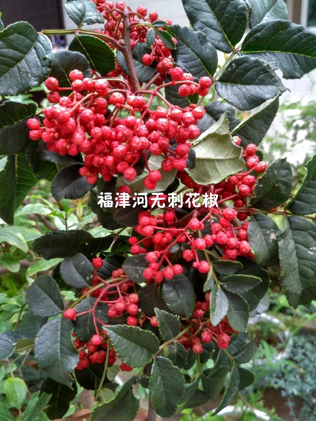 无刺花椒苗  接穗嫁接专用枝条甘肃陇南武都正宗无刺大红袍专用