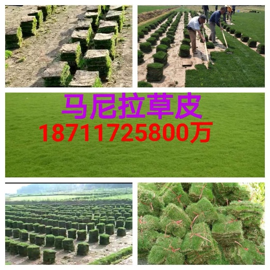 益阳马尼拉草皮  草皮