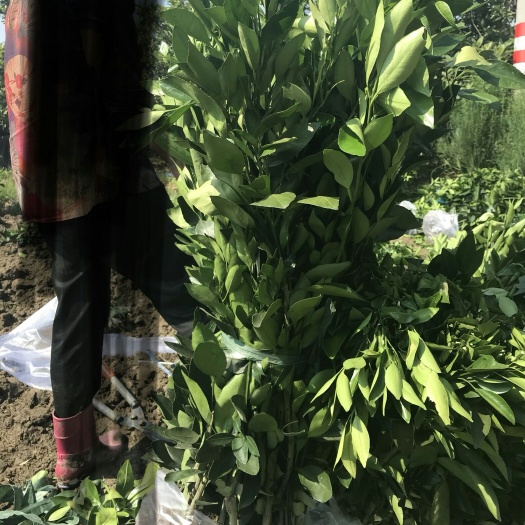 新昌县红美人柑橘苗 嫁接苗 1~1.5米
